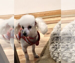 Brigette - Female Poodle (Toy) Dog for Adoption - Photo #3