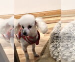 Small Photo #3 Poodle (Toy) Puppy For Sale in St. Louis Park, MN, USA