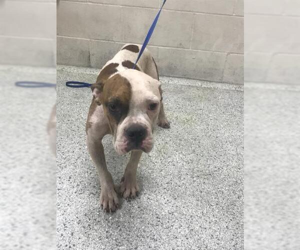 Medium Photo #1 American Bulldog-Unknown Mix Puppy For Sale in Conroe, TX, USA