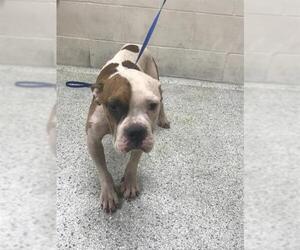 American Bulldog-Unknown Mix Dogs for adoption in Conroe, TX, USA