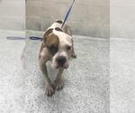 Small American Bulldog Mix