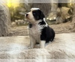 Small #2 Australian Shepherd