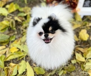 Father of the Pomeranian puppies born on 01/06/2024