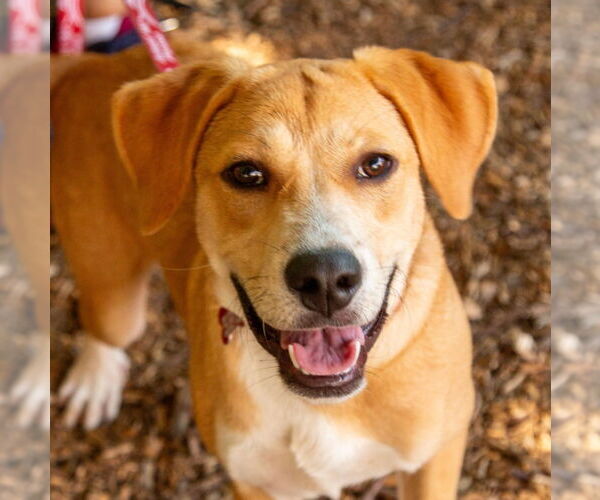 Medium Photo #3 Mutt Puppy For Sale in Canton, CT, USA