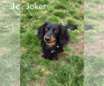 Small #4 Dachshund