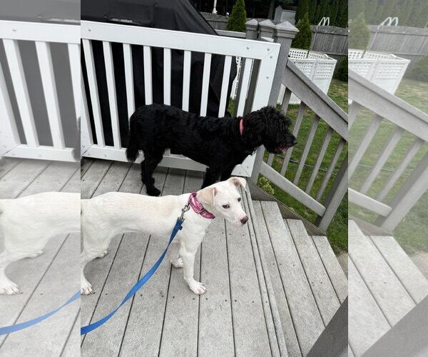 Medium Photo #15 Labrador Retriever-Unknown Mix Puppy For Sale in Oakhurst, NJ, USA