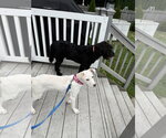 Small #14 Labrador Retriever Mix