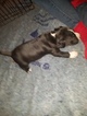 Small #21 American Pit Bull Terrier