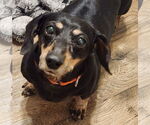 Small Dachshund