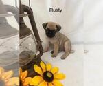 Puppy Rusty Pug