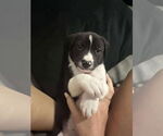 Small #3 Labrador Retriever