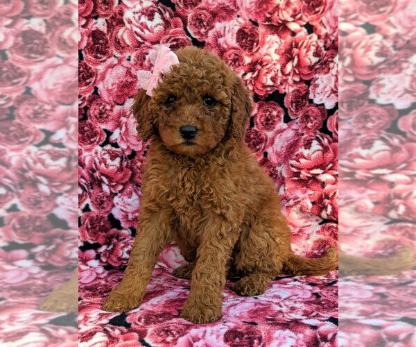 Medium Photo #3 Goldendoodle-Poodle (Miniature) Mix Puppy For Sale in GLEN ROCK, PA, USA