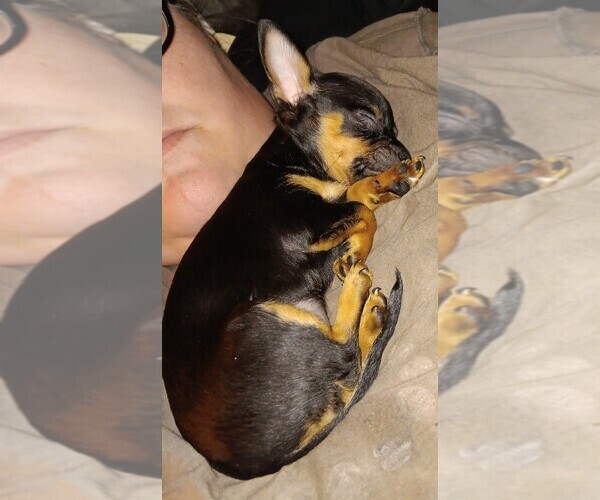 Medium Photo #11 Chihuahua Puppy For Sale in PHILADELPHIA, PA, USA