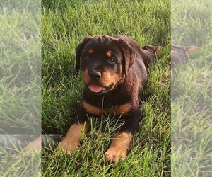 Rottweiler Puppy for sale in TABLE GROVE, IL, USA