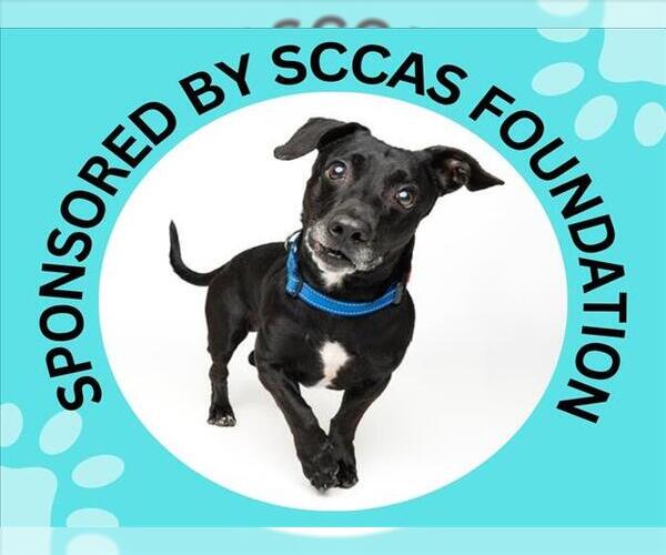 Medium Photo #4 Beagle-Unknown Mix Puppy For Sale in Santa Cruz, CA, USA