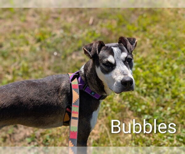 Medium Photo #2 Siberian Husky-Unknown Mix Puppy For Sale in McKinleyville, CA, USA