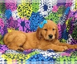 Small Photo #6 Golden Retriever Puppy For Sale in NARVON, PA, USA