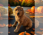 Puppy Pumpkin Goldendoodle