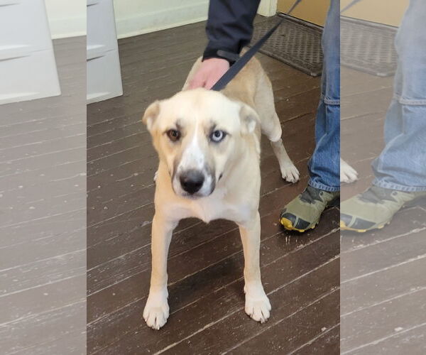 Medium Photo #3 German Shepherd Dog-Unknown Mix Puppy For Sale in Harrison, AR, USA