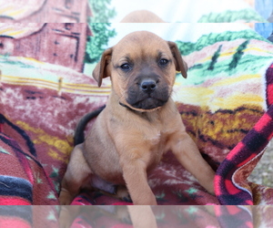 Boxador-Labrador Retriever Mix Puppy for sale in SHILOH, OH, USA
