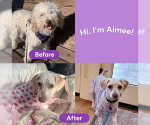 Poodle (Standard)-Unknown Mix Dogs for adoption in Fremont, CA, USA