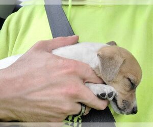 Jack Russell Terrier Puppy for sale in SOUTH BEND, IN, USA