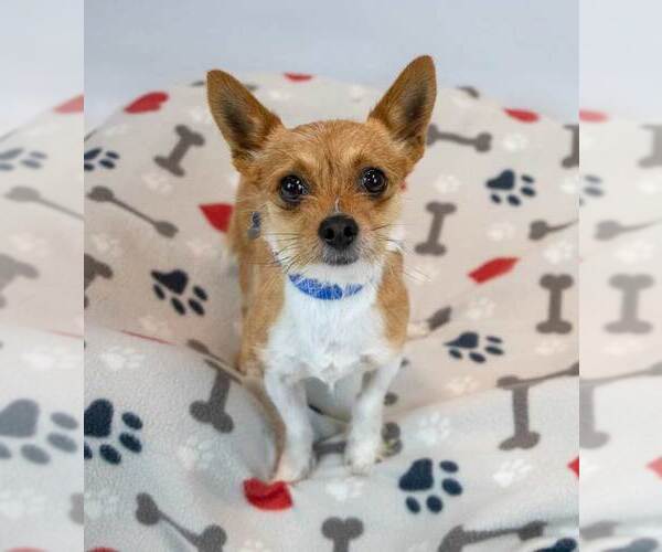 Medium Photo #5 Chihuahua-Unknown Mix Puppy For Sale in Kennesaw, GA, USA