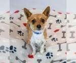 Small #4 Chihuahua Mix