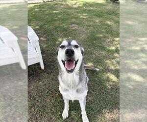 Siberian Husky Dogs for adoption in Sugar Land, TX, USA
