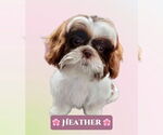 Small #1 Shih Tzu