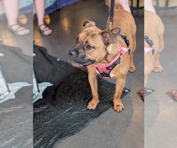 Medium Photo #20 Boxer-Unknown Mix Puppy For Sale in Holly Springs, NC, USA
