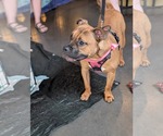 Small #19 Boxer Mix
