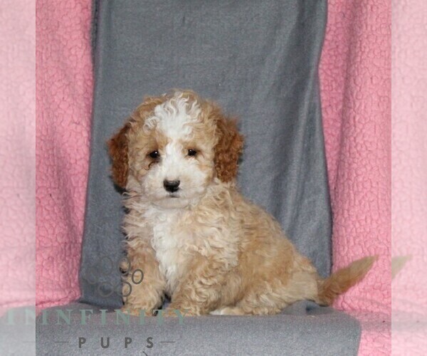 Medium Photo #4 Poodle (Miniature) Puppy For Sale in KIRKWOOD, PA, USA