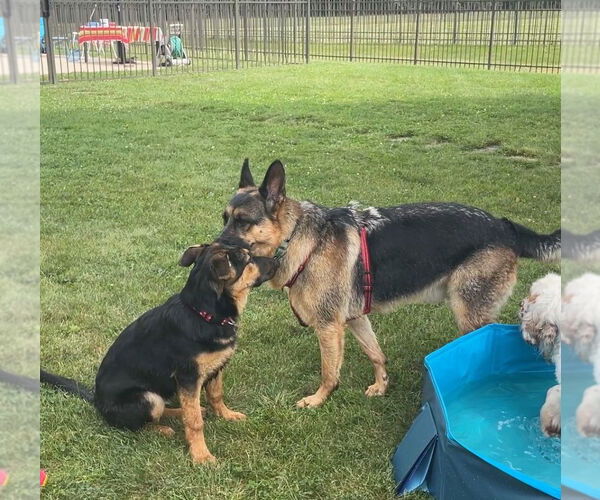 Medium Photo #2 German Shepherd Dog Puppy For Sale in Wheaton, IL, USA