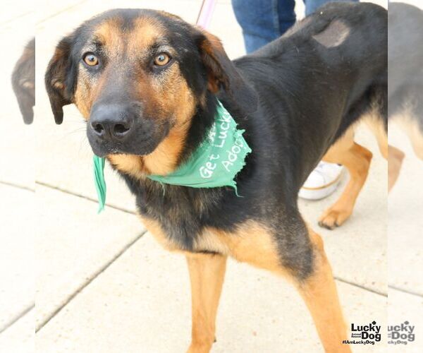 Medium Photo #5 Rottweiler-Unknown Mix Puppy For Sale in Washington, DC, USA
