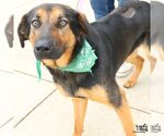 Small #4 Rottweiler Mix
