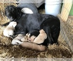 Small Photo #1 Labrador Retriever Puppy For Sale in CROSS TIMBERS, MO, USA