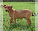 Small Photo #10 German Pinscher-Labrador Retriever Mix Puppy For Sale in Huntley, IL, USA