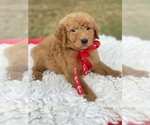 Small Photo #6 Goldendoodle Puppy For Sale in FROSTPROOF, FL, USA