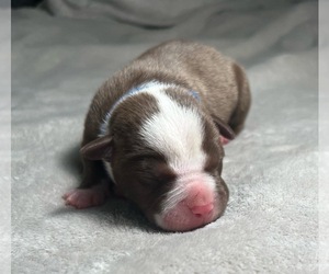 American Bully Puppy for sale in BUNKER HILL, WV, USA