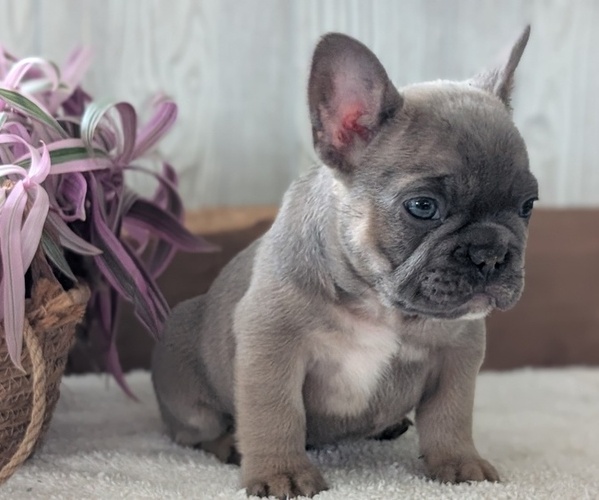 Medium Photo #14 French Bulldog Puppy For Sale in GOSHEN, IN, USA