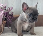 Small #13 French Bulldog