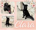 Small #1 Labrador Retriever Mix