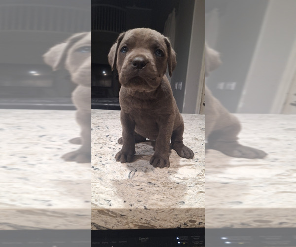 Medium Photo #5 Cane Corso Puppy For Sale in KERMAN, CA, USA