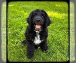 Puppy 0 Portuguese Water Dog