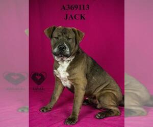Mutt Dogs for adoption in Stockton, CA, USA