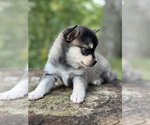 Puppy Buttercup Alaskan Klee Kai-Pomsky Mix