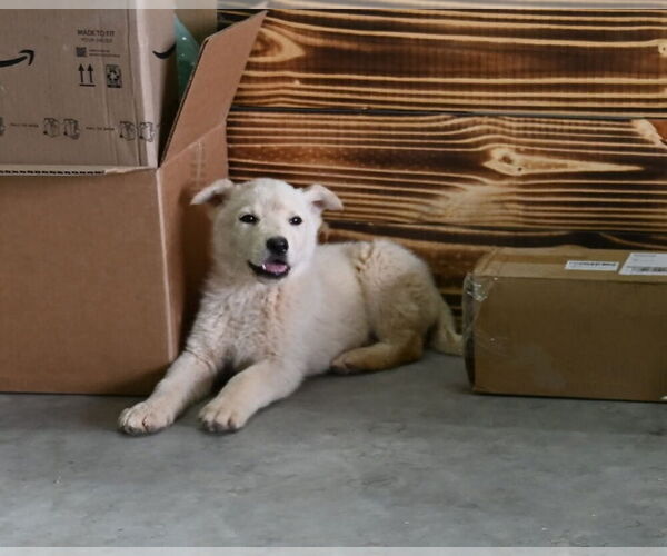 Medium Photo #2 German Shepherd Dog Puppy For Sale in GRETNA, VA, USA