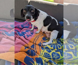 Chiweenie Dogs for adoption in The Woodlands, TX, USA