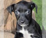 Small #2 Chihuahua-Colonial Cocker Spaniel Mix